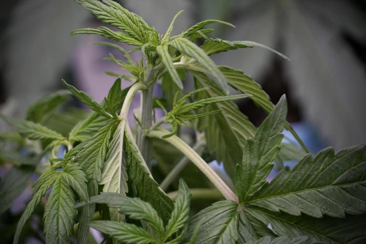 Lemon Cherry Gelato YumYum. Week 5 - Lemon cherry Gelato