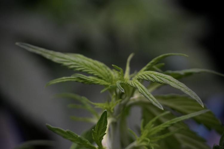 Lemon Cherry Gelato YumYum. Week 5 - Lemon cherry Gelato