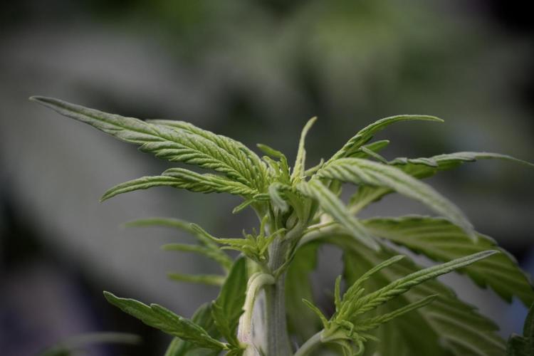 Lemon Cherry Gelato YumYum. Week 5 - Lemon cherry Gelato