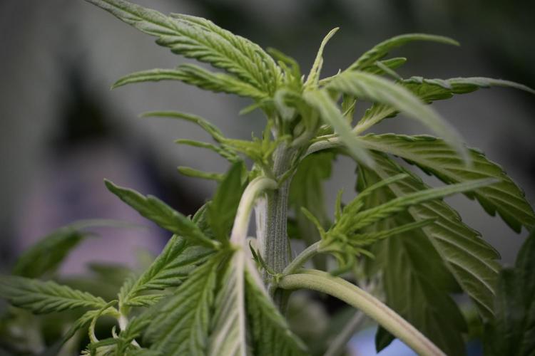 Lemon Cherry Gelato YumYum. Week 5 - Lemon cherry Gelato