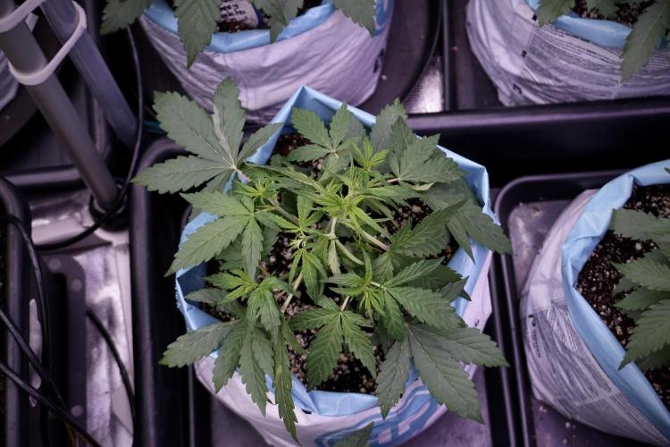 Lemon Cherry Gelato YumYum. Week 5 - Lemon cherry Gelato