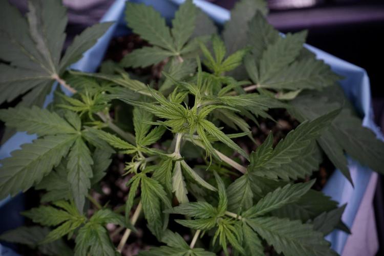 Lemon Cherry Gelato YumYum. Week 5 - Lemon cherry Gelato