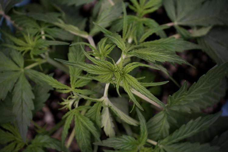 Lemon Cherry Gelato YumYum. Week 5 - Lemon cherry Gelato