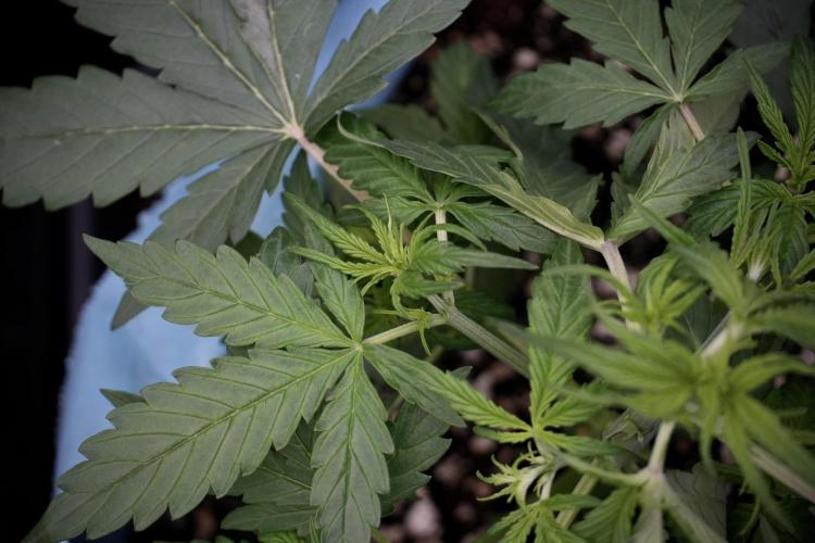 Lemon Cherry Gelato YumYum. Week 5 - Lemon cherry Gelato