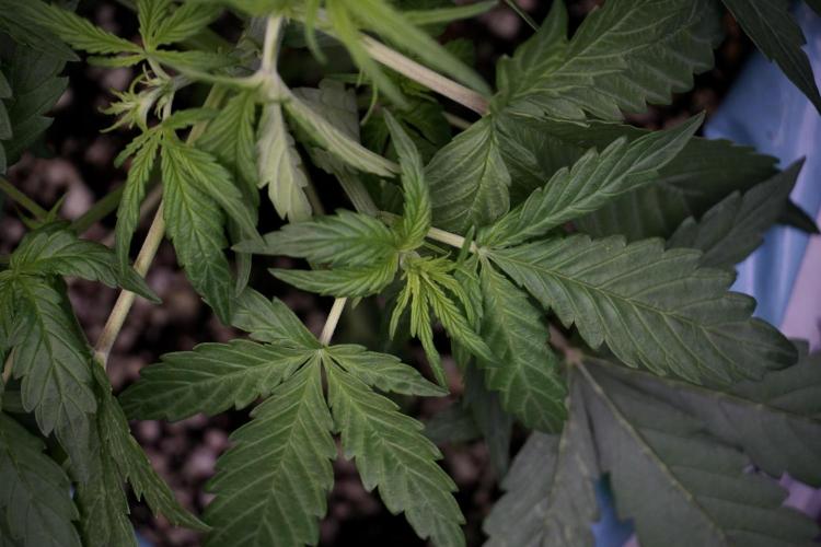 Lemon Cherry Gelato YumYum. Week 5 - Lemon cherry Gelato