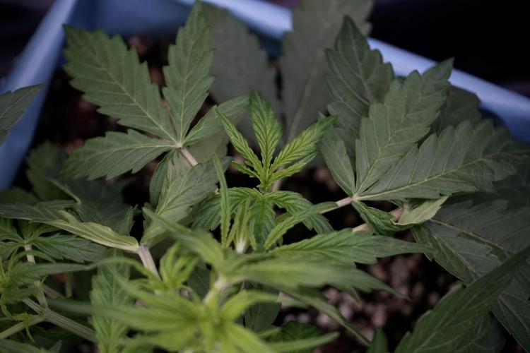 Lemon Cherry Gelato YumYum. Week 5 - Lemon cherry Gelato