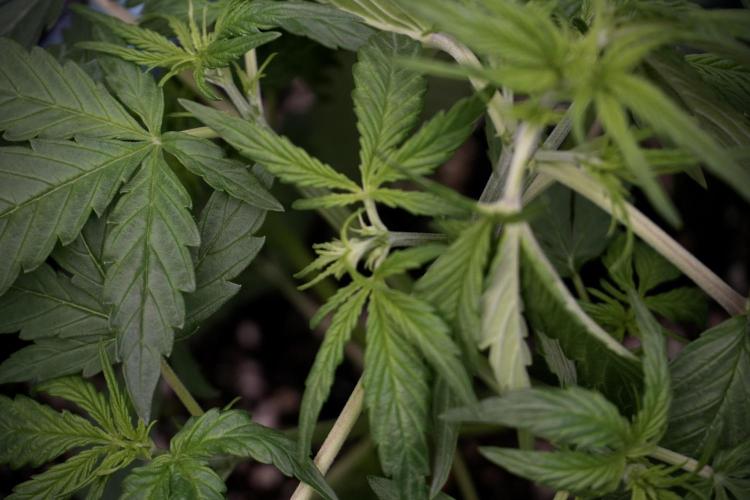 Lemon Cherry Gelato YumYum. Week 5 - Lemon cherry Gelato