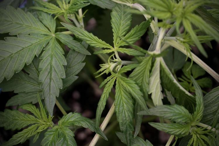 Lemon Cherry Gelato YumYum. Week 5 - Lemon cherry Gelato