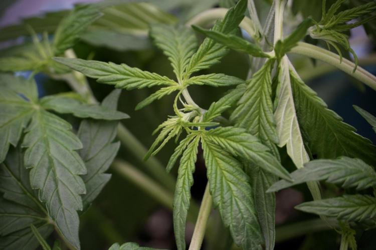 Lemon Cherry Gelato YumYum. Week 5 - Lemon cherry Gelato