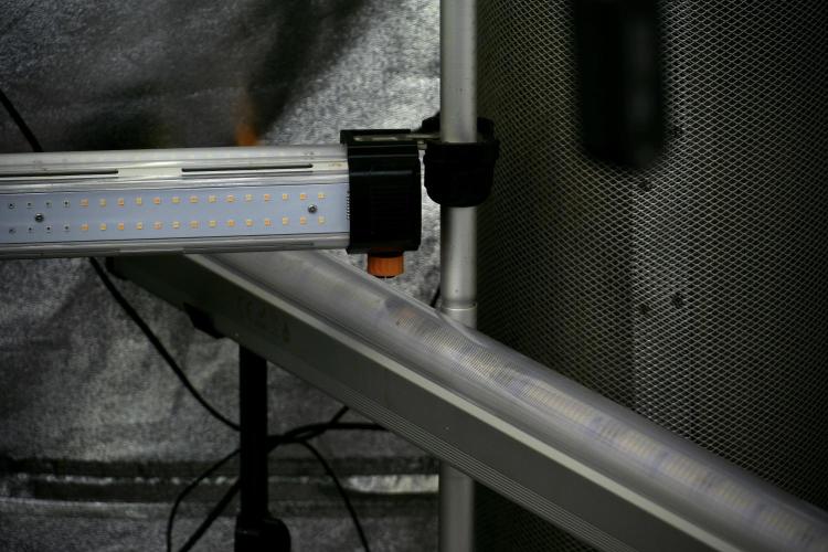 Lemon Cherry Gelato YumYum. Week 5 - Room and vibes 