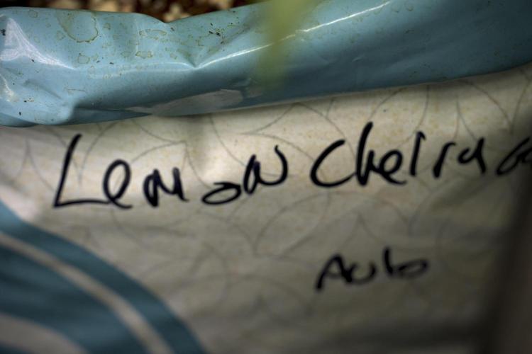 Lemon Cherry Gelato YumYum. Week 5 - Lemon Cherry Gelato