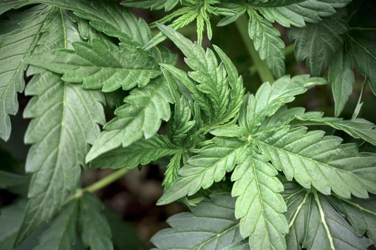 Lemon Cherry Gelato YumYum. Week 5 - Lemon Cherry Gelato