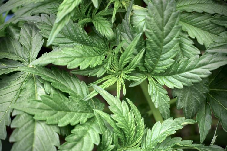 Lemon Cherry Gelato YumYum. Week 5 - Lemon Cherry Gelato