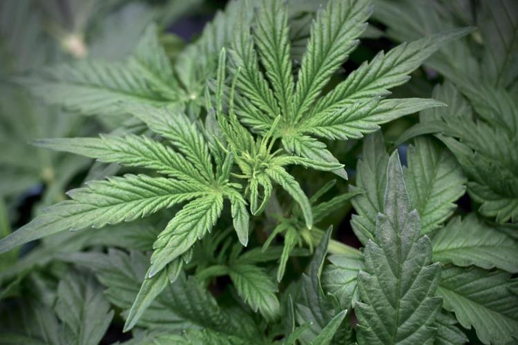 Lemon Cherry Gelato YumYum. Week 5 - Lemon Cherry Gelato