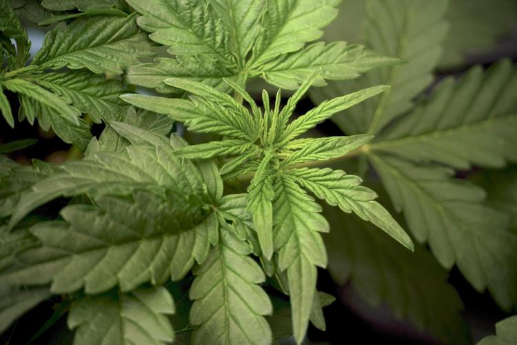 Lemon Cherry Gelato YumYum. Week 5 - Lemon Cherry Gelato