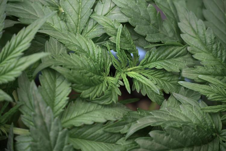 Lemon Cherry Gelato YumYum. Week 5 - Lemon Cherry Gelato