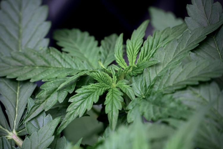 Lemon Cherry Gelato YumYum. Week 5 - Lemon Cherry Gelato