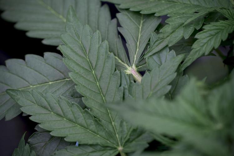 Lemon Cherry Gelato YumYum. Week 5 - Lemon Cherry Gelato