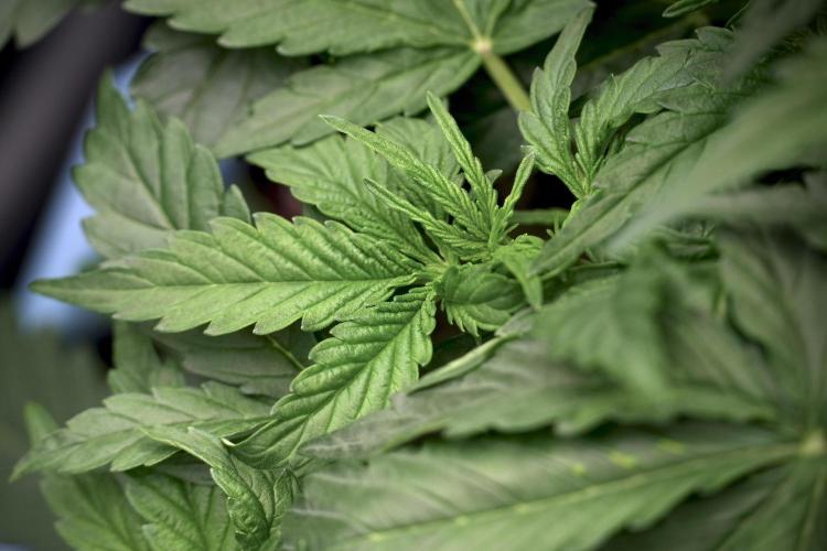 Lemon Cherry Gelato YumYum. Week 5 - Lemon Cherry Gelato