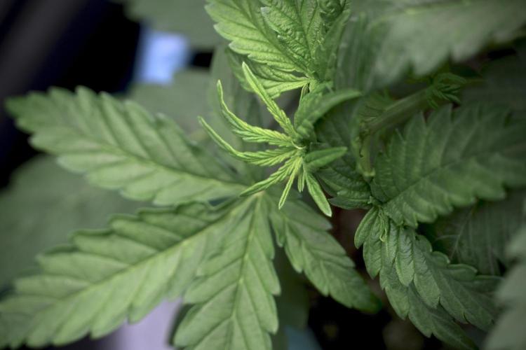 Lemon Cherry Gelato YumYum. Week 5 - Lemon Cherry Gelato