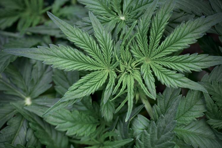 Lemon Cherry Gelato YumYum. Week 5 - Lemon Cherry Gelato