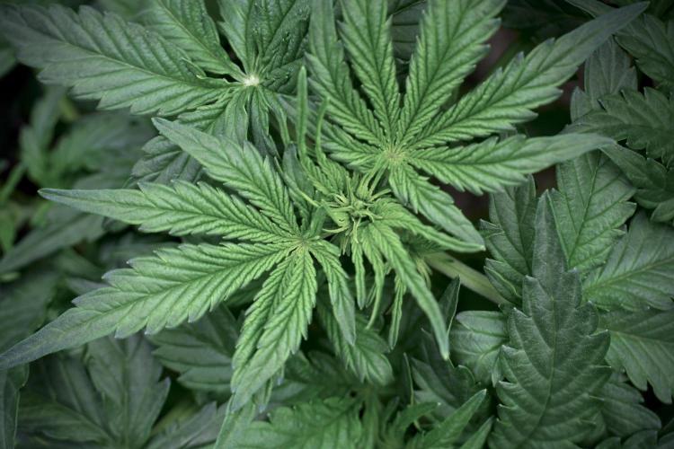 Lemon Cherry Gelato YumYum. Week 5 - Lemon Cherry Gelato