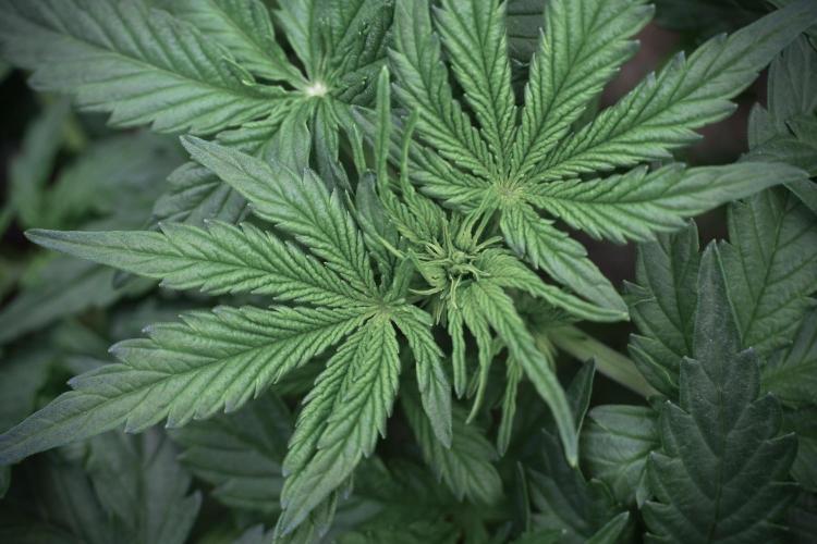 Lemon Cherry Gelato YumYum. Week 5 - Lemon Cherry Gelato