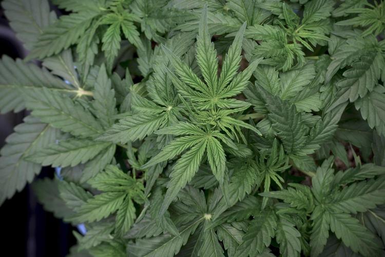 Lemon Cherry Gelato YumYum. Week 5 - Lemon Cherry Gelato