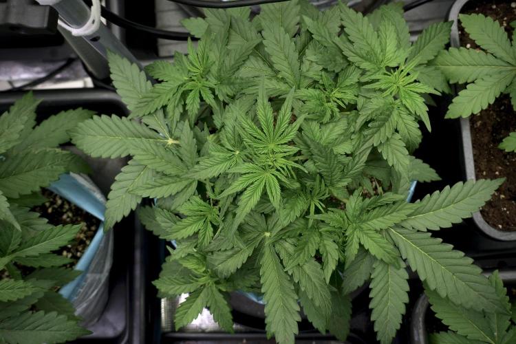 Lemon Cherry Gelato YumYum. Week 5 - Lemon Cherry Gelato