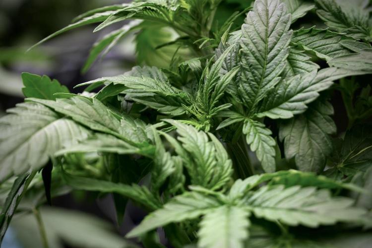 Lemon Cherry Gelato YumYum. Week 5 - Lemon Cherry Gelato