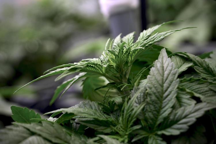 Lemon Cherry Gelato YumYum. Week 5 - Lemon Cherry Gelato