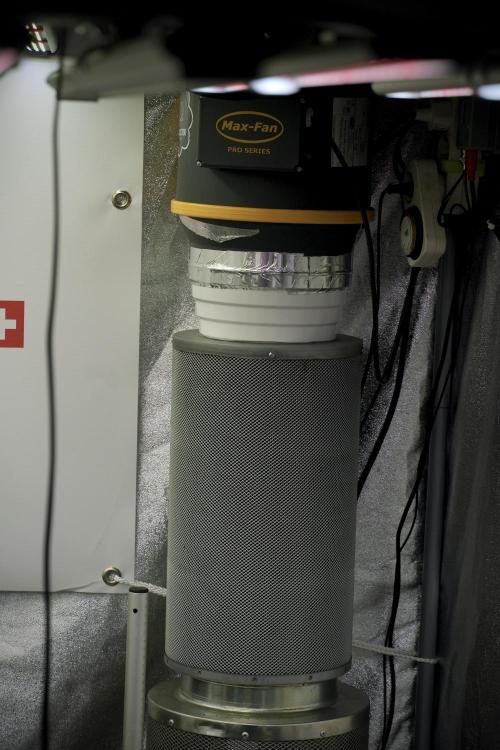 Lemon Cherry Gelato YumYum. Week 5 - Room and vibes 