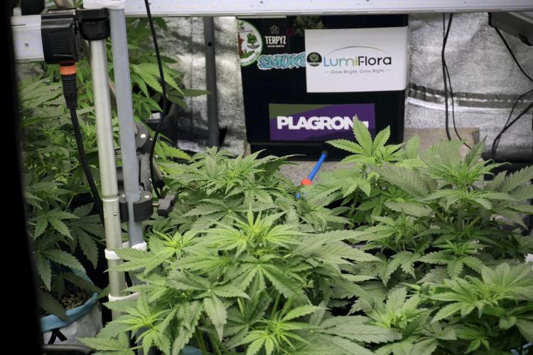 Lemon Cherry Gelato YumYum. Week 5 - Room and vibes 