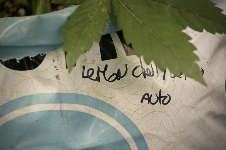 Lemon Cherry Gelato YumYum. Week 5 - Lemon Cherry Gelato