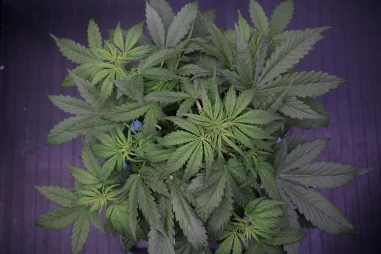 Lemon Cherry Gelato YumYum. Week 5 - Lemon Cherry Gelato