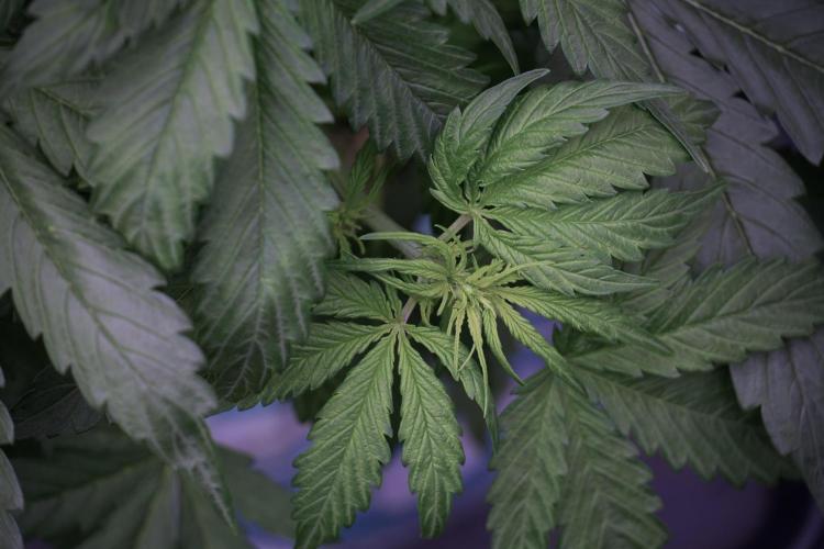 Lemon Cherry Gelato YumYum. Week 5 - Lemon Cherry Gelato