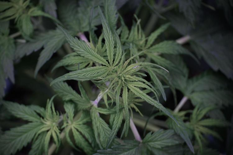 Lemon Cherry Gelato YumYum. Week 5 - Lemon Cherry Gelato