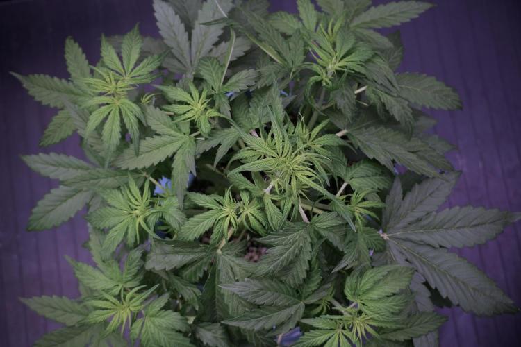 Lemon Cherry Gelato YumYum. Week 5 - Lemon Cherry Gelato