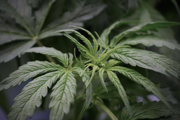 Lemon Cherry Gelato YumYum. Week 5 - Lemon Cherry Gelato