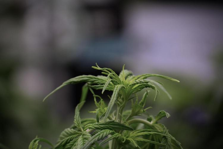 Lemon Cherry Gelato YumYum. Week 5 - Lemon Cherry Gelato