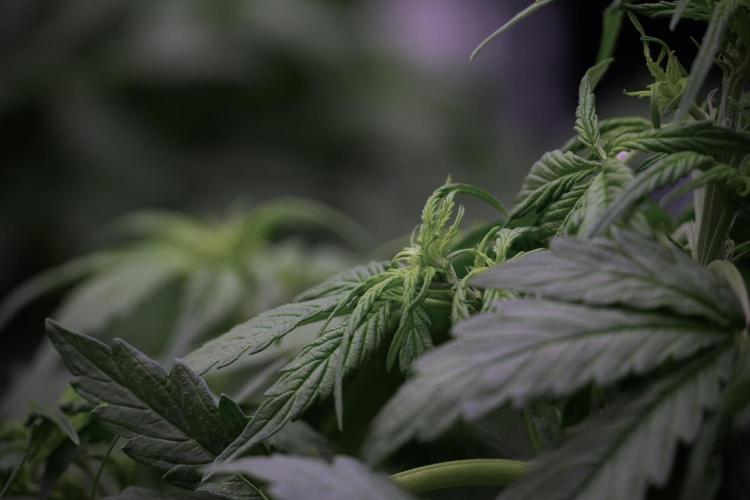 Lemon Cherry Gelato YumYum. Week 5 - Lemon Cherry Gelato