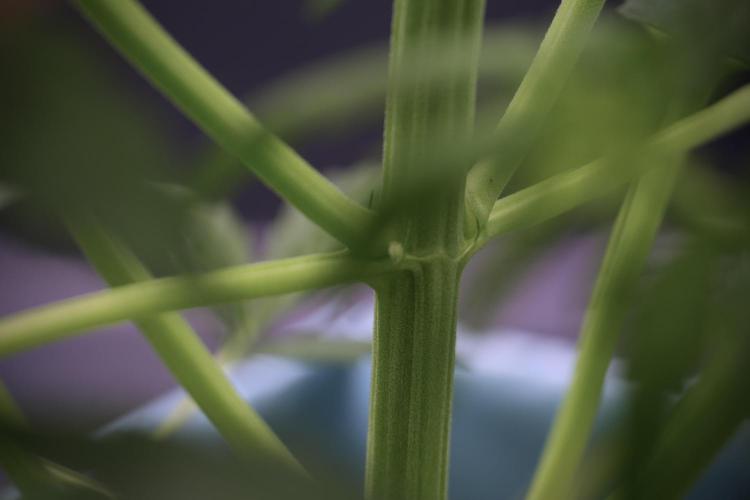 Lemon Cherry Gelato YumYum. Week 5 - Lemon Cherry Gelato