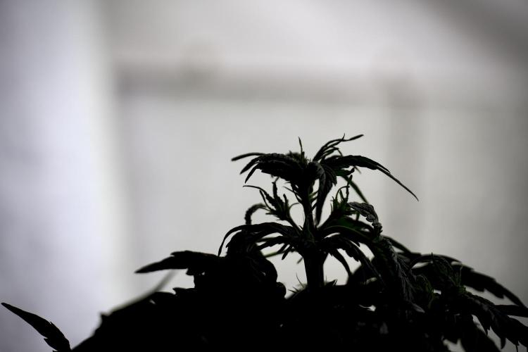 Lemon Cherry Gelato YumYum. Week 5 - Lemon Cherry Gelato