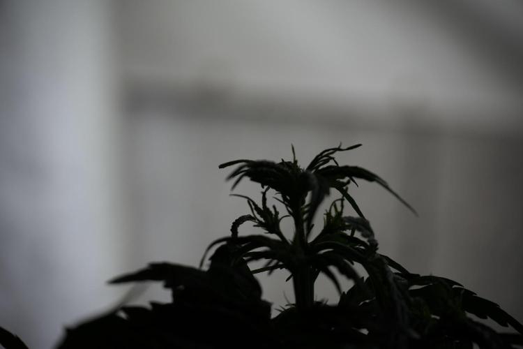 Lemon Cherry Gelato YumYum. Week 5 - Lemon Cherry Gelato