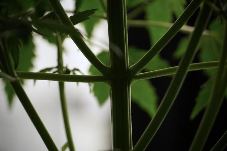 Lemon Cherry Gelato YumYum. Week 5 - Lemon Cherry Gelato