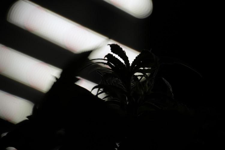 Lemon Cherry Gelato YumYum. Week 5 - Lemon Cherry Gelato