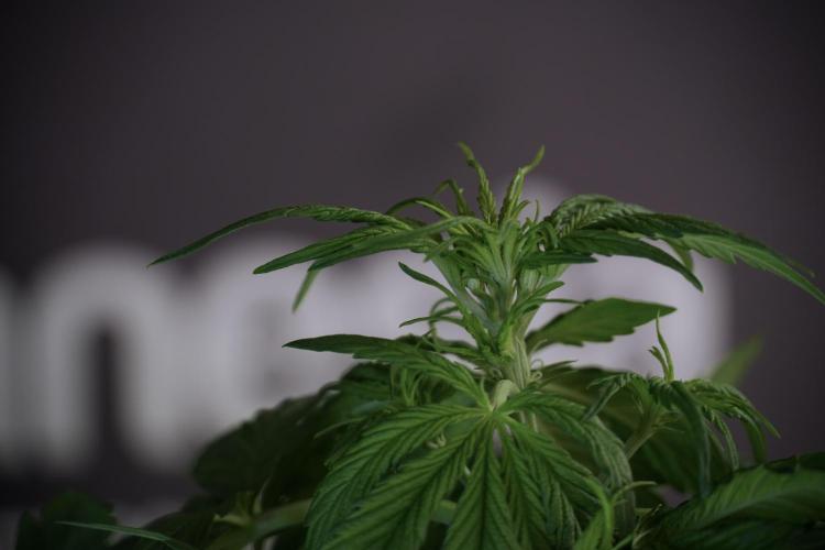 Lemon Cherry Gelato YumYum. Week 5 - Lemon Cherry Gelato