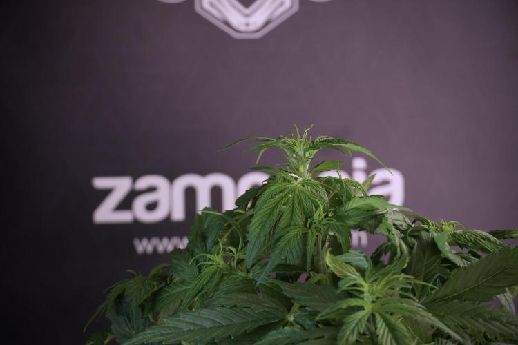 Lemon Cherry Gelato YumYum. Week 5 - Lemon Cherry Gelato