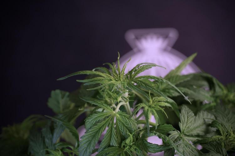 Lemon Cherry Gelato YumYum. Week 5 - Lemon Cherry Gelato