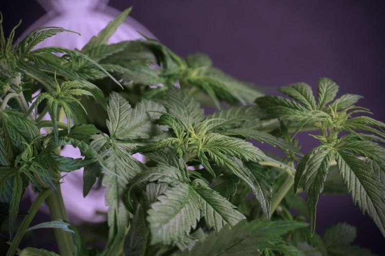 Lemon Cherry Gelato YumYum. Week 5 - Lemon Cherry Gelato